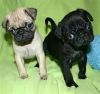 adorable pug bulldog puppy for rehoming