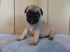 Lovely Pug puppies available