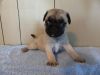 Excellent Male and Female Pug puppies