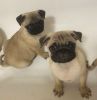 Top quality KC registered pug puppies