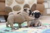 Awesome Male And Female Pug Puppies For Pet Lovers