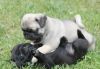 Affectionate Pug Puppies For Adoption xxx-xxx-xxxx
