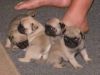 Active Black and Fawn Pugs Puppies