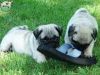 Family Male and Female Pug puppies