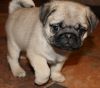 Orange-hold AKC pugs puppies for sale