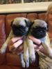 Amazing Male And Female Pug Puppies Ready