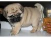 Akc Female And Male Pug Puppies For Sale