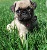Pugs for Adoption by a pet lover