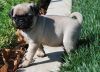 small fee Pug for rehome...