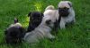 Fawn & Black Pug puppies