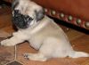 Fawn Pug Puppies Now Available