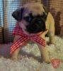 Purebred Pug puppies forsale