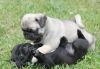 Well trained male and female pug puppies