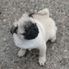 male and female cute pug puppies for sale