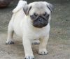 Male & Female Pug Puppies For Sale