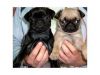 Good Looking Pug Puppies Available Now.