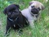 pug puppies black & cream white Available