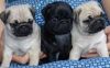 Gorgeous pug puppies black & cream