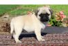 pug puppies for sale now