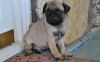 Oustanding Black And Fawn Pug Puppies