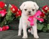 Purebred pug puppies will come with paperwork