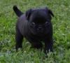 Gorgeous Fawn Female Pug Puppies -