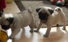 Top Home Raised Pug Puppies Ready Now
