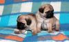 Male And Female Pug Puppies For Sale $500