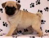 Cute Pug Puppies For Sale
