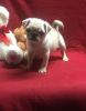 registered pug puppies for sale