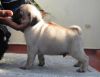Excellent male and female pug puppies for adoption