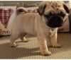 Incredible Pug Puppies For Sale!!