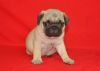 males and females Pug Puppies for sale
