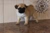 Healthy Pug Puppies For Sale.