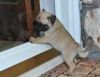male and female pug puppies ready
