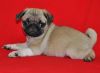 Pug puppies reqdy for rehoming
