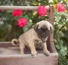 Pug Puppy for Sale