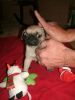 Outstanding Female Pug Puppy