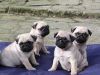 gorgeous pug puppies for sale