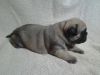 gentle male and female pug ready