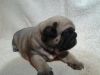 sive male and female pug live now for sale
