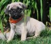 great male and female pug ready