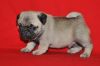 Purebred pug puppies for sale
