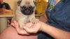 Pug Pups for sale