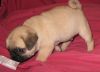 Beautiful Pug puppies ready now..