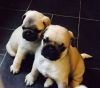 pug puppy available