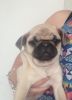 Pug puppies cute available