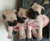 Stunning good looking Pug Puppies male and female