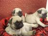 lovable pug puppies for adoption.