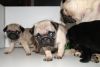 Pure Pug Puppies Ready Now Only 3 Left